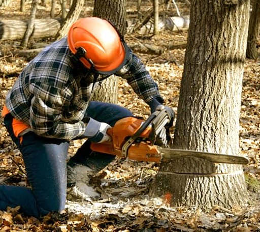 Tree Removal in Cross Timbers, MO